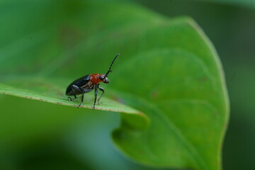Monolepta found in vegetable plots.