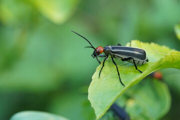Fototapeta na wymiar Striped Blister Beetle or Epicauta waterhousei found in vegetable gardens.