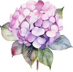 Watercolor vector Hydrangea. Watercolor illustration of a hydrangea blossom hand painted.