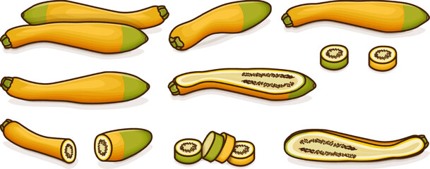Set with whole, half, quarter and slices of Zephyr Squash. Summer squash. Cucurbita pepo. Fruits and vegetables. Cartoon style. Vector illustration isolated on white background.