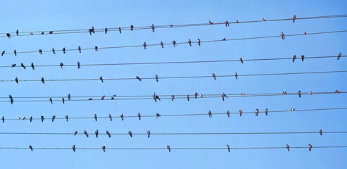 A flock of swallows on the wires of a power line against a blue sky on a summer sunny day