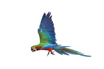 Colorful flying parrot isolated on transparent background png file