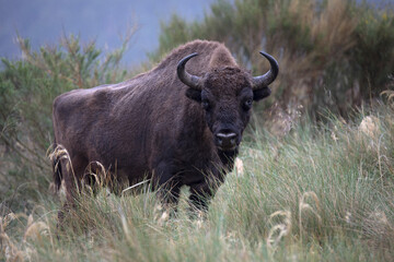 The European bison (Bison bonasus) or the European wood bison, also known as the wisent