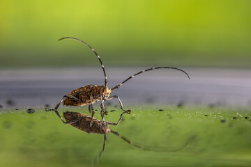 brisk beetle - longhorn beetle