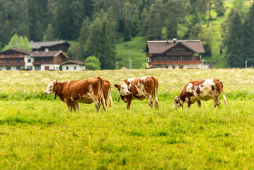Fototapeta na wymiar Bavarian village. Red cows graze in the meadow