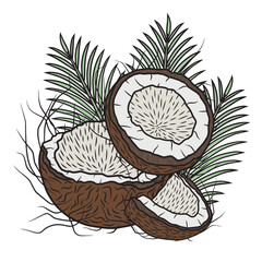 Coconuts with palm leaves, vector art.