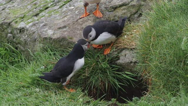 Puffins (Fratercula arctica) "billing" on the island of Lunga, Scotland