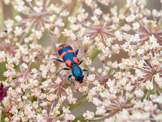 Checkered Beetles. Family Cleridae. Trichodes leucopsideus
