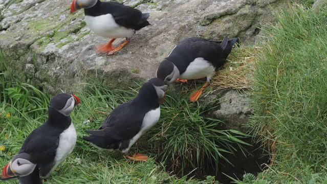 Puffins on the island of Lunga, Scotland