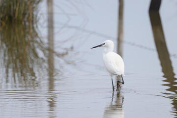 A Little Egret walking in the water looking for food