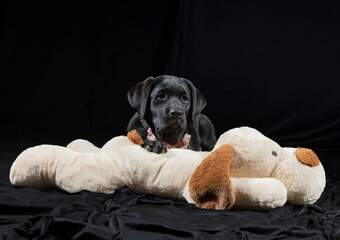 Süßer Labrador Welpe mit Plüschtier