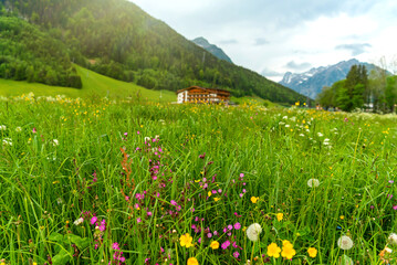 Obraz premium Blooming alpine meadow against the backdrop of mountains