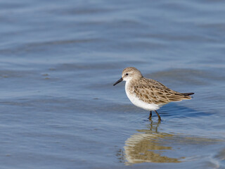 A Little Stint standing in the water at the beach