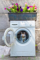 Cat's house in a dump.The cat (Turkish Van) chose a washing machine, intended for recycling, for recreation.