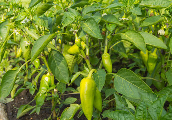 Green sweet pepper grows in the ground in the garden, the concept of growing organic vegetables