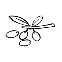 olives with branch vector illustration