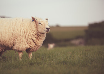 Sheep grazing in grassy field