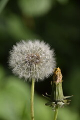 dandelion head