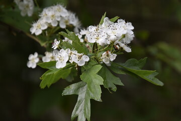 tree blossom