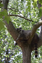 raccoon on a tree