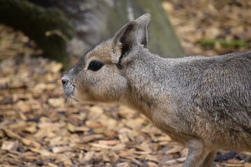 Mara
