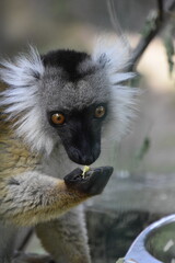 ring lemur