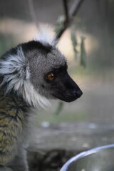 ring lemur