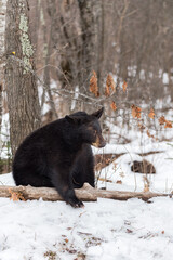 Black Bear (Ursus americanus) Sits Paw Over Log Winter