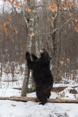 Black Bear (Ursus americanus) Looks Up Tree Mouth Open Winter