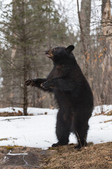 Black Bear (Ursus americanus) Stands on Back Legs to Left Winter