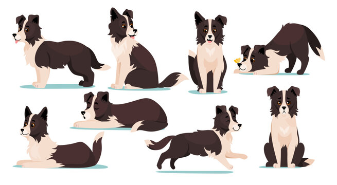 Set of cute Border Collie dog breed icons isolated on white background. Collection of canine characters with happy faces sleeping, running, barking, playing and sitting. Cartoon vector illustration.
