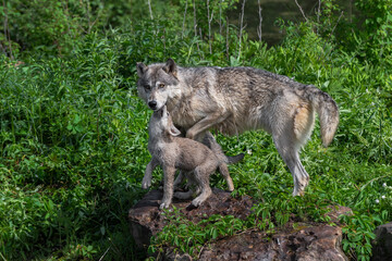 Grey Wolf Pup (Canis lupus) Nuzzles Adult Under Chin Summer