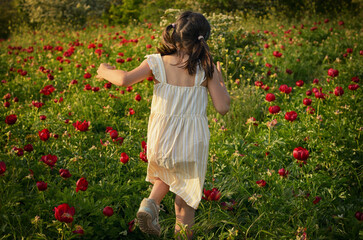 A Little Girl Run On The Peony Field On A Summer Day