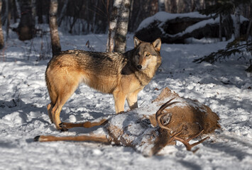 Grey Wolf (Canis lupus) Stands Looking Left Over White-Tail Deer Body Winter