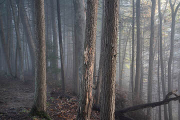 Sunrise and mist on the Patterson Trail, Carnifex Ferry Battleground State Park, West Virginia 