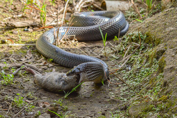Serpiente