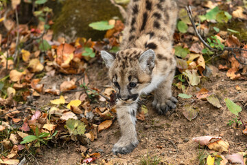 Naklejka na ściany i meble Cougar Kitten (Puma concolor) Walks Down Embankment Autumn