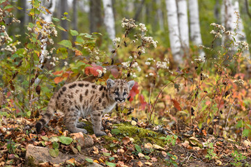 Cougar Kitten (Puma concolor) Stands at Edge of Woods Looking Out Autumn