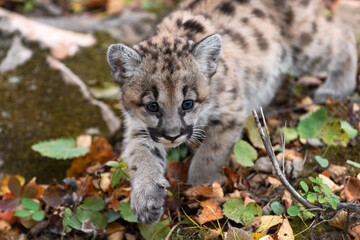 Cougar Kitten (Puma concolor) Steps Forward Paw Up Close Up Autumn