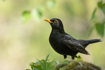 Fototapeta premium male Blackbird Turdus merula on the forest puddle amazing warm light sunset sundown