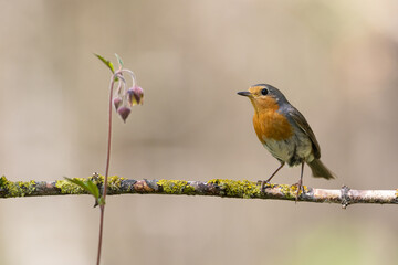 Bird Robin Erithacus rubecula, small bird in forest puddle, spring time in Poland Europe