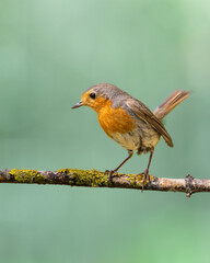 Bird Robin Erithacus rubecula, small bird in forest puddle, spring time in Poland Europe