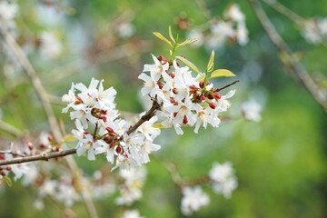 Cratoxylum formosum most people eat the leaves as vegetables.