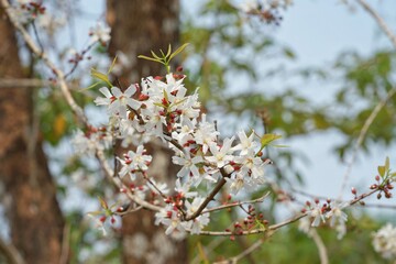 Cratoxylum formosum most people eat the leaves as vegetables.