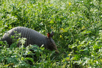 Nine-banded armadillo in shell from Texas field for summer wildlife scene.