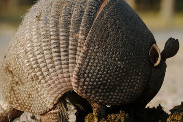 Texas wildlife shows nine-banded armadillo digging in cow manure closeup.