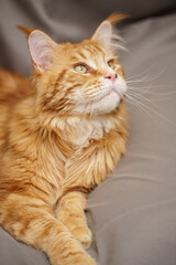 Fototapeta premium Orange Maine Coon looking away from camera