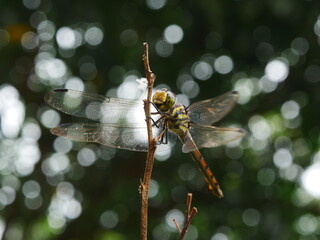close up of dragonfly