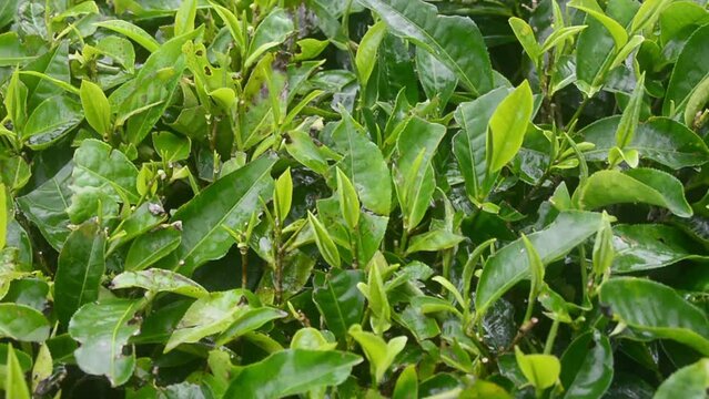Panoramic footage of the tea garden in Wonosobo