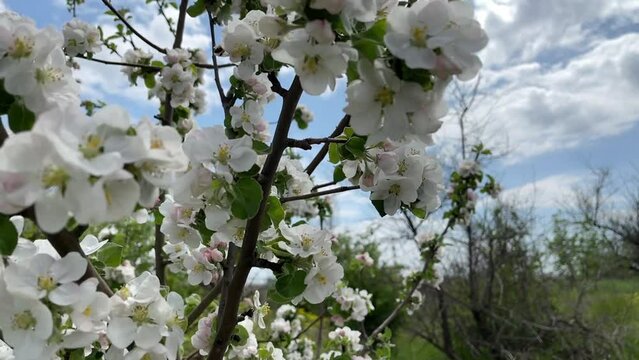 Large white flowers of an apple tree fruit tree - Camera movement around branches against blue sky